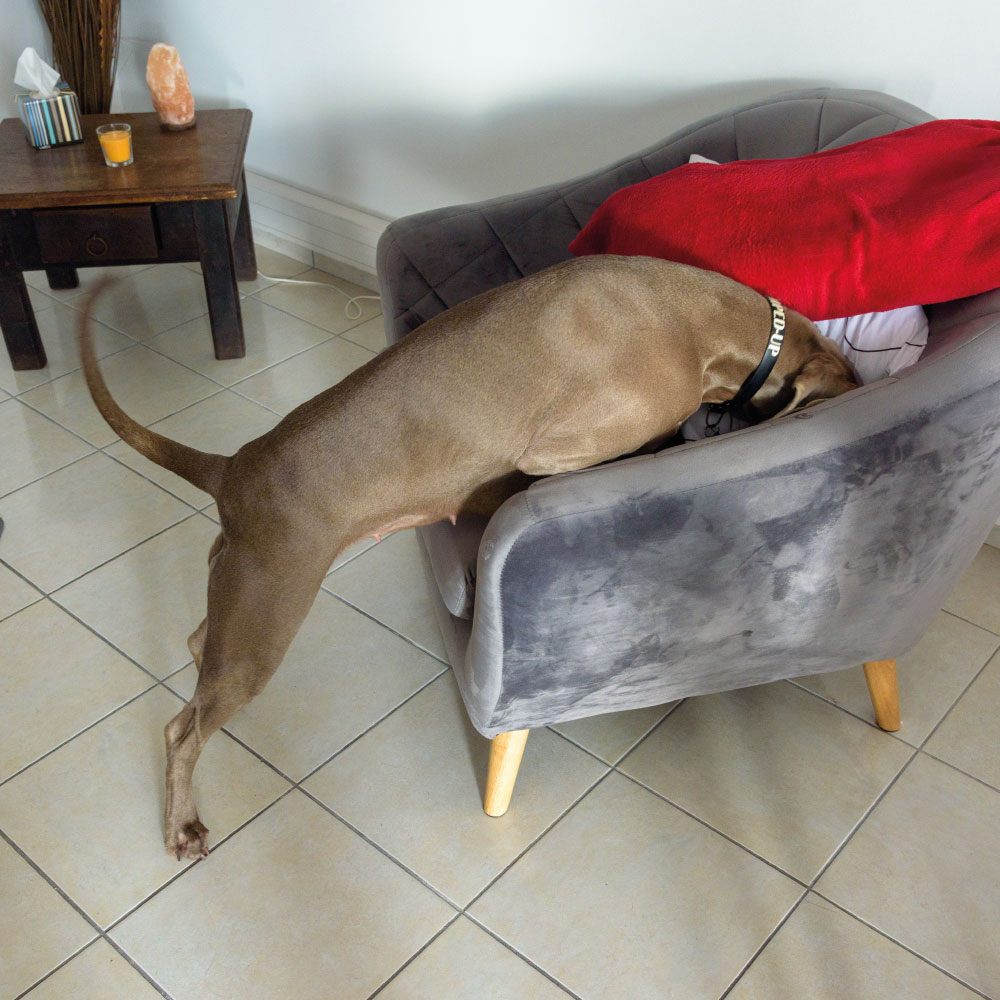 process-detection-punaise-lit-04 Chien en action